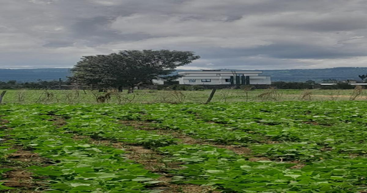 50x100 plots located at nakuru posta next to Egerton Estate Lanet