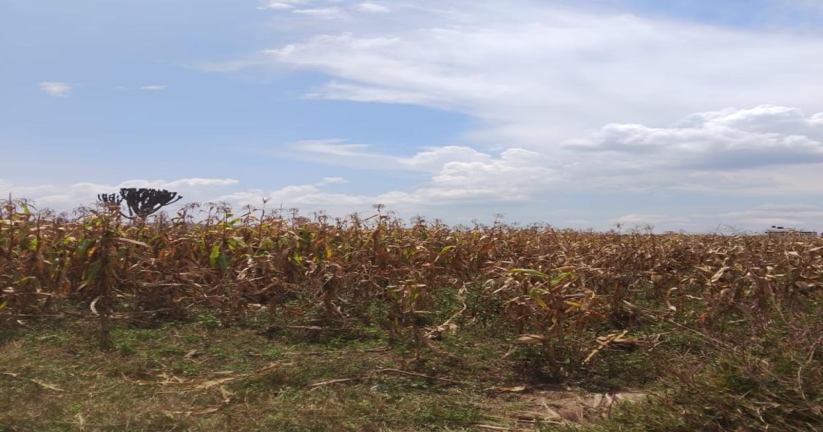 Plot for Sale Nakuru Mbaruk, Miti Mingi