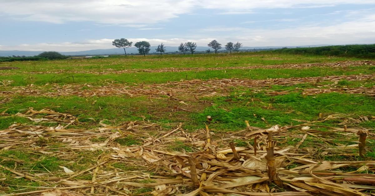 Plot for Sale Nakuru Mutaita Plots 