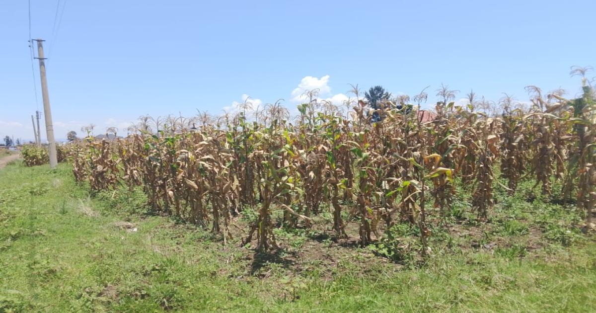 Plot for Sale Nakuru, Prime corner plot at Lanet, Ndimu - Image 1